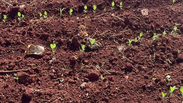 plantas em crescimento em lavoura 