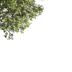 Obraz premium Green tree branch isolated on transparent background. green leaf tree branch png. Corner tree isolated on white background. Green leaves for corners. Tree leaves png.