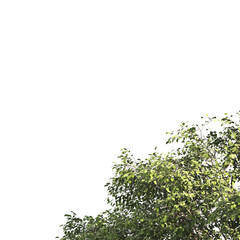 Green tree branch isolated on transparent background. green leaf tree branch png. Corner tree isolated on white background. Green leaves for corners. Tree leaves png.