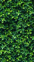 Fototapeta premium Dense wall of tiny leaves, arranged to create a seamless surface, vibrant greens and intricate textures, perfect for tranquil designs.