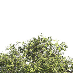 Green tree branch isolated on transparent background. green leaf tree branch png. Corner tree isolated on white background. Green leaves for corners. Tree leaves png.