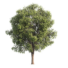 Single Tree isolated on transparent background. big old tree with green leaves stands alone on...