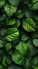 Fototapeta premium Rainy day small leaf wall, glistening raindrops on lush green leaves, misty light, capturing the freshness and calm of a rainy day.