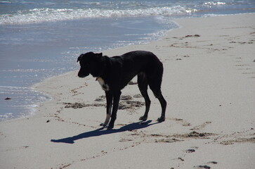 A short haired collie by the blue waters of Western Australia