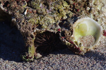 A sea urchin hidden underneath a rocky outcrop