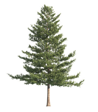 pine tree isolated on transparent background. single Conifer tree isolated on transparent background. Fir tree isolated on transparent background. transparent Spruce tree png. side view pine tree png.