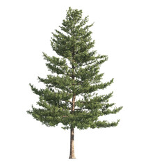 pine tree isolated on transparent background. single Conifer tree isolated on transparent background. Fir tree isolated on transparent background. transparent Spruce tree png. side view pine tree png.