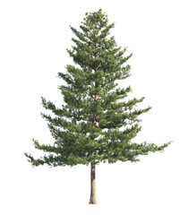 pine tree isolated on transparent background. single Conifer tree isolated on transparent background. Fir tree isolated on transparent background. transparent Spruce tree png. side view pine tree png.