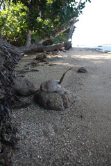 Coconut sprouting on the beach, Fiji