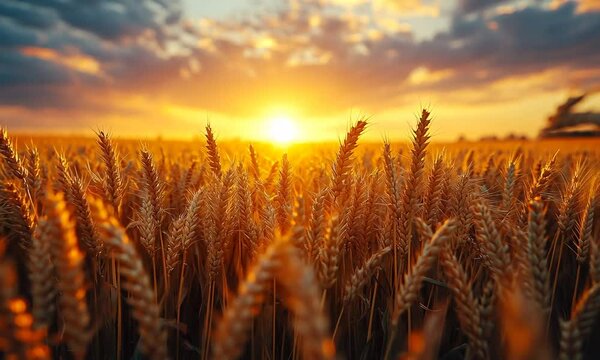 Golden wheat field at sunset, showcasing nature's beauty.