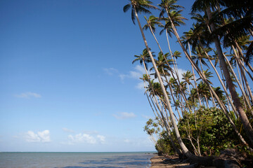 Beautiful tropical island beach with sand and palm trees, blue sky, Fiji