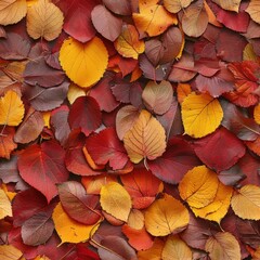 Close-up of a small leaf wall in autumn, deep reds, and golden yellows, intricate textures, perfect for seasonal backgrounds.