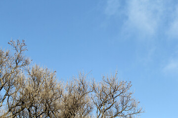 Tree branches against a blue sky with a few wispy clouds