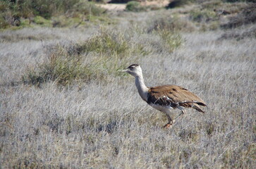 A Bush Chook in the Wilds of Western Australia