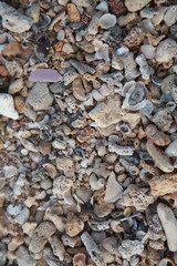 Beach sand crushed seashell background texture, colorful beautiful shell and coral fragments, Fiji