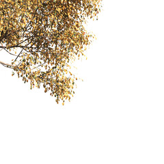 Autumn tree branch isolated on transparent background. Autumn tree branch isolated on white background. Autumn Corner tree isolated on white background. transparent png leaves for corner.