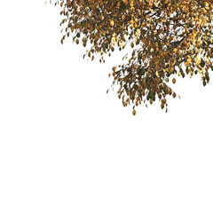 Autumn tree branch isolated on transparent background. Autumn tree branch isolated on white background. Autumn Corner tree isolated on white background. transparent png leaves for corner.