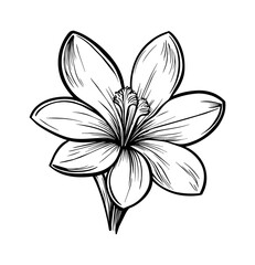 Obraz premium plumeria flower engraving black and white outline