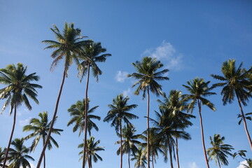Coconut palm trees against the blue cloudy sky