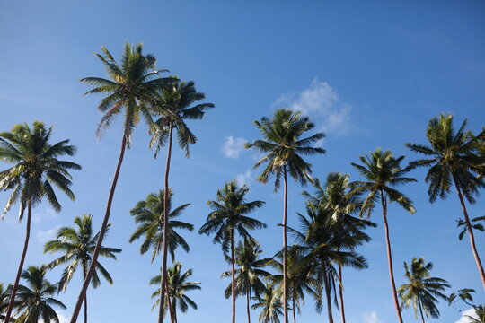 Coconut palm trees against the blue cloudy sky