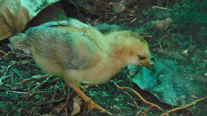 Un poussin jaune cherche sa nourriture © Patrick