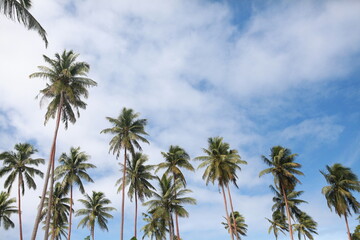 Obraz premium Coconut palm trees against the blue cloudy sky
