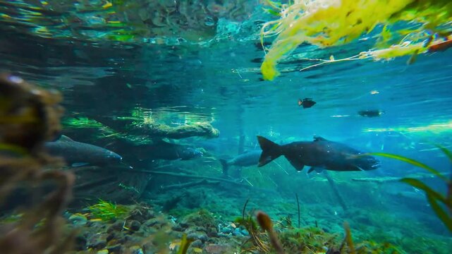 Spawning salmon swimming in a creek 