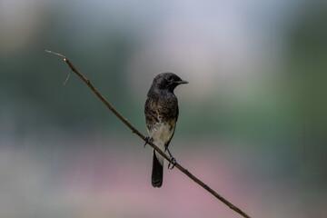 Pied Buch Chat (Saxicola caprata) perched clear background shot. The pied bush chat is a small...