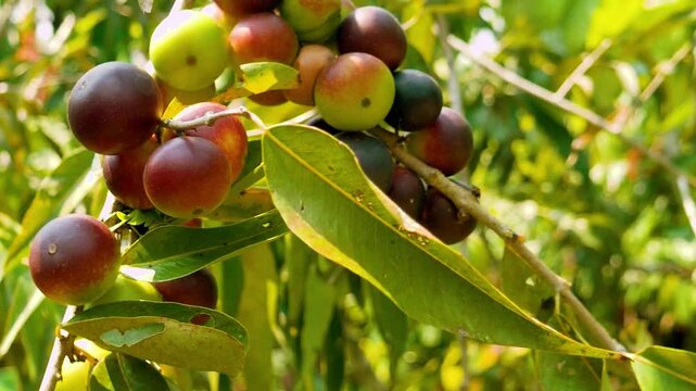 CAMU CAMU (Myrciaria dubia), BAYA CULTIVADA EN TINGO MARIA CIUDAD DE LA BELLA DURMIENTE