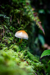 mushroom in the forest