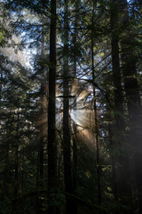 Fototapeta premium Sun light through forest