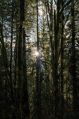 Fototapeta premium sun shining through trees