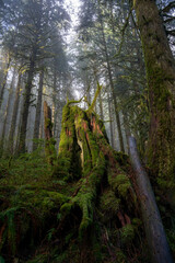 trees in the forest