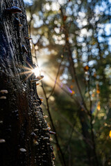 tree in autumn