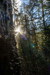 sun rays in the forest