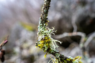 Moss Twig