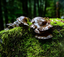 mushroom on stump