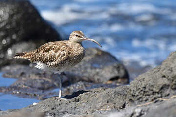 Obraz premium ZARAPITO