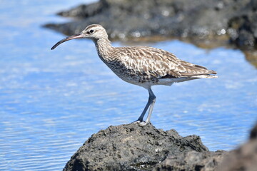 Obraz premium ZARAPITO