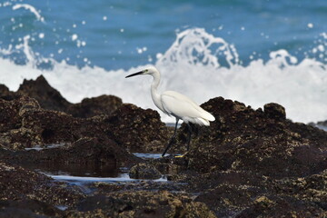 GARCETA COM&Uacute;N 