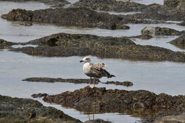 GAVIOTA PATIAMARILLA