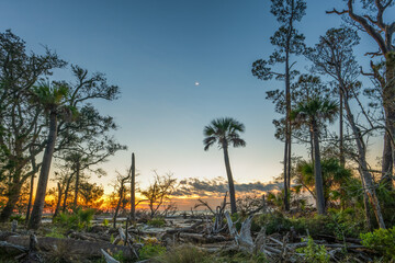 Palmetto tree and cresent moon at sunrise