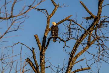 Bald Eagle in a Tree