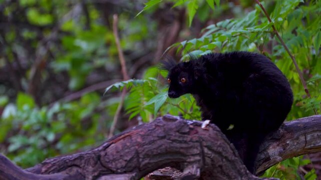 black lemur on a branch
