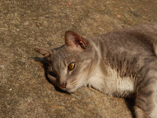 Grey beautiful female cat playing on ground with herself, animal photography