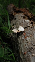 mushroom in the forest