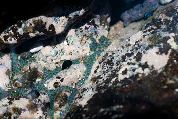Green Zoanthids in Maui, Hawaii Tidepool