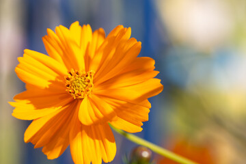 Autumn flower, COSMOS