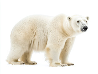 Fototapeta premium Imposing polar bear with white fur isolated on white background.