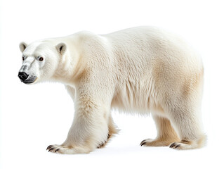 Fototapeta premium Imposing polar bear with white fur isolated on white background.